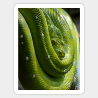 Green Tree Python, Australian Reptile Sticker